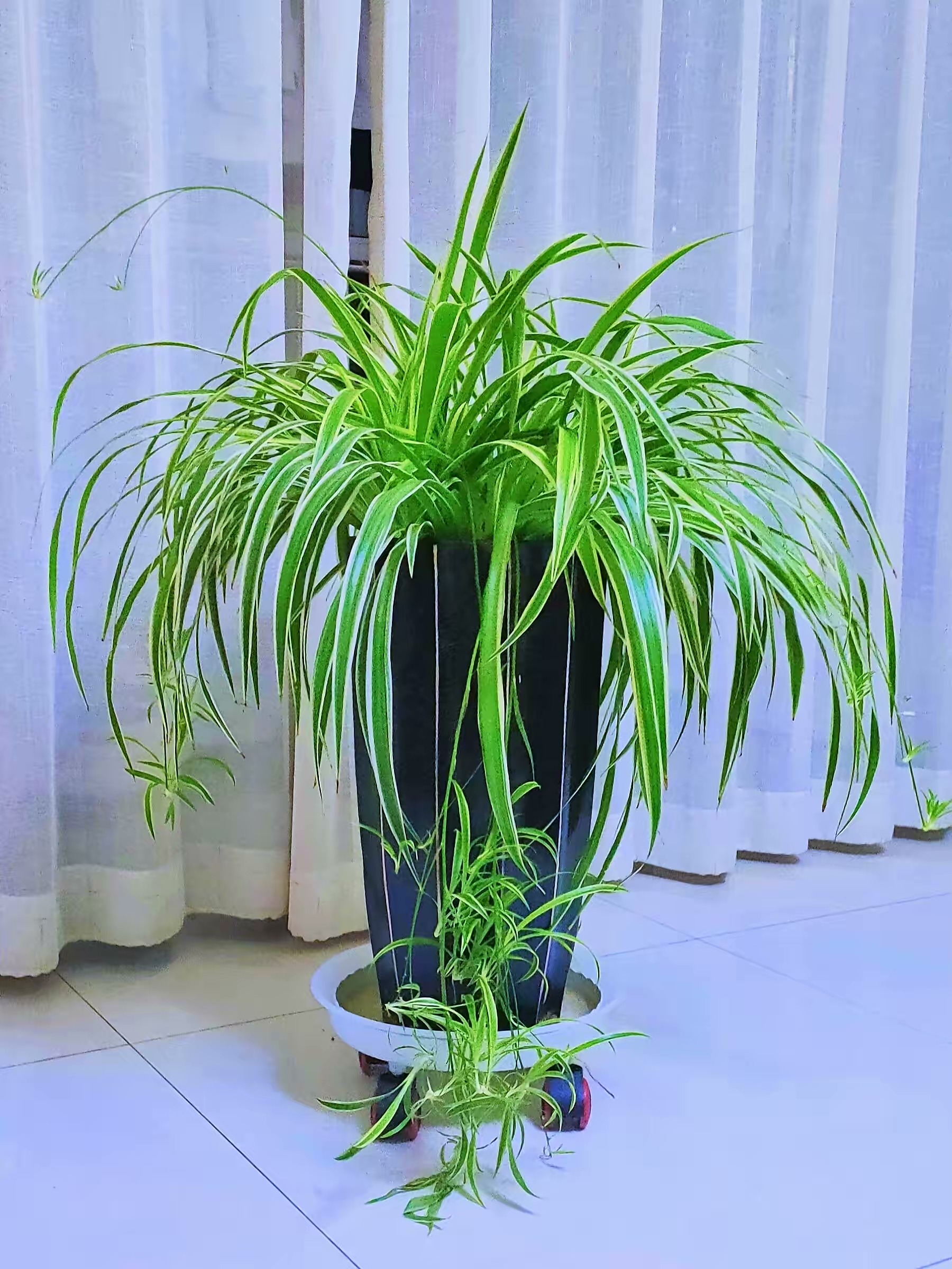 新房装修适合摆放的花,装修完室内放什么花净化空气