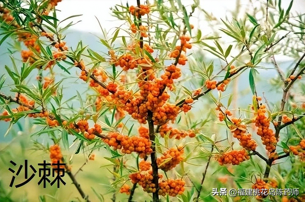 消食作用最好的中药是,中药学之消食药