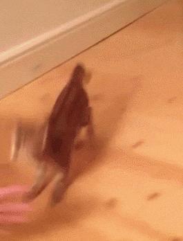 怎么治半夜跑酷的猫,如何让猫咪停止跑酷