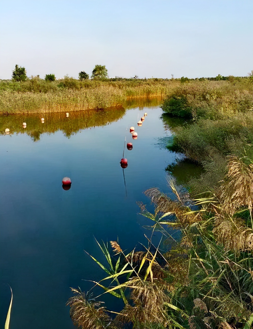 团泊洼的秋天的阅读感悟,团泊洼的秋天朗诵视频