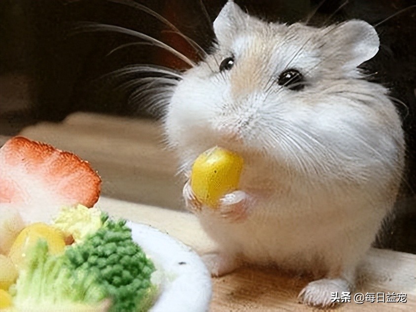 适合在宿舍养的亲人宠物,适合宿舍养的宠物不容易被发现