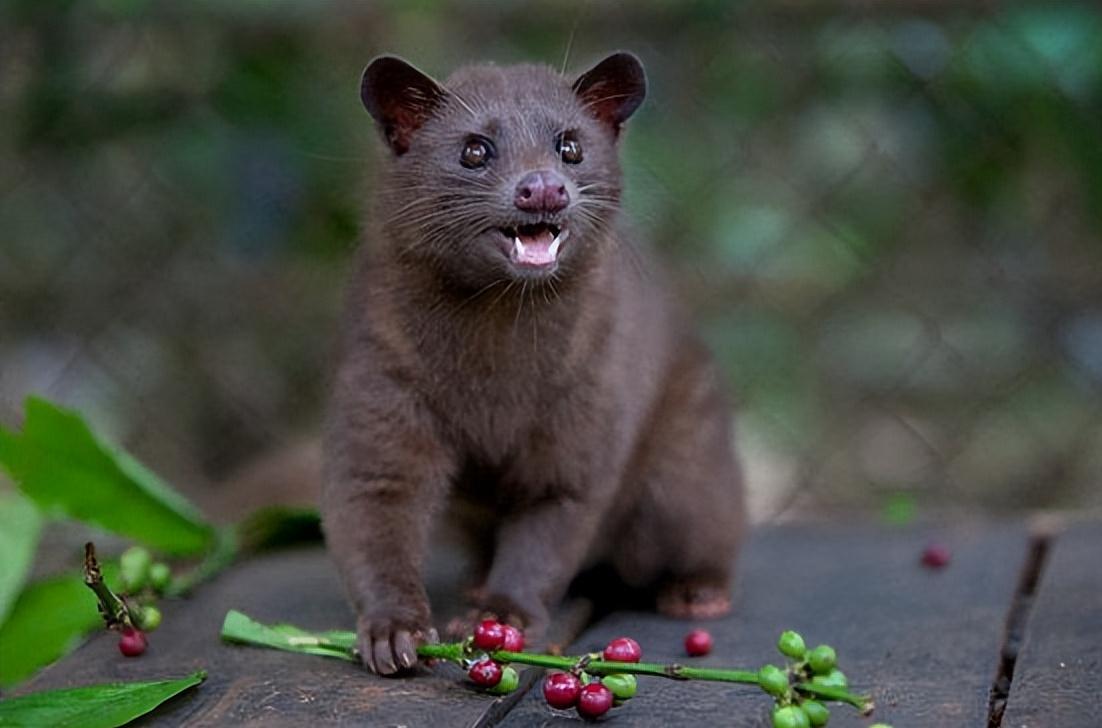 猫屎咖啡豆真是拉出来的吗,猫屎咖啡豆是什么样子