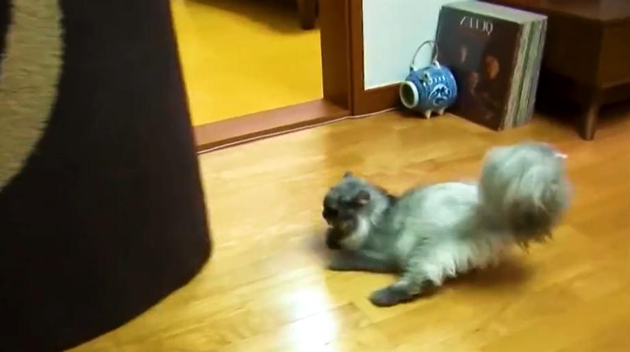 产后抑郁症的猫有什么表现,小母猫产后抑郁什么表现