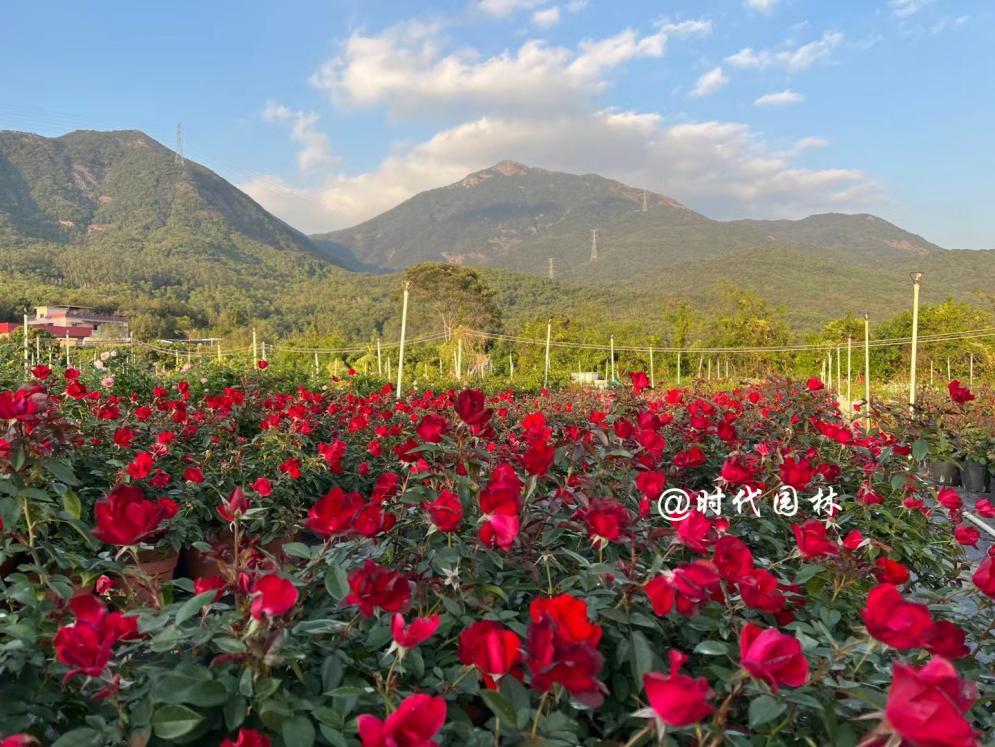 这20种月季超级耐寒东北也能养,南方种不了什么