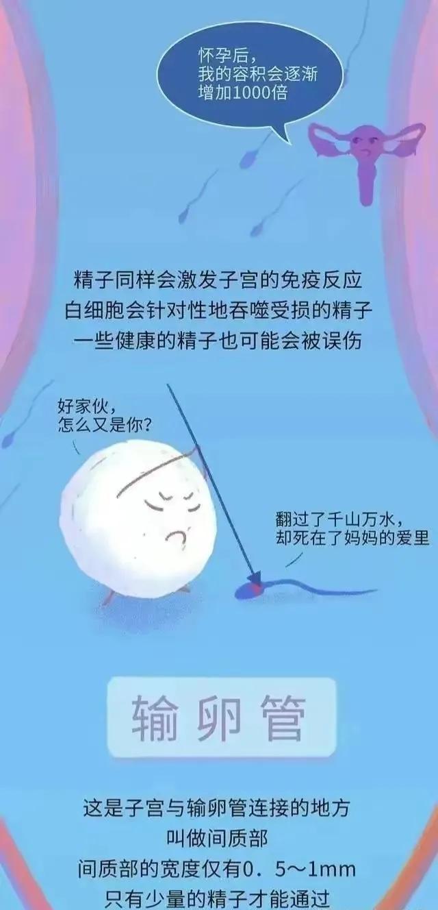 精子进入女性体内后，会发生什么神奇的事？漫画科普
