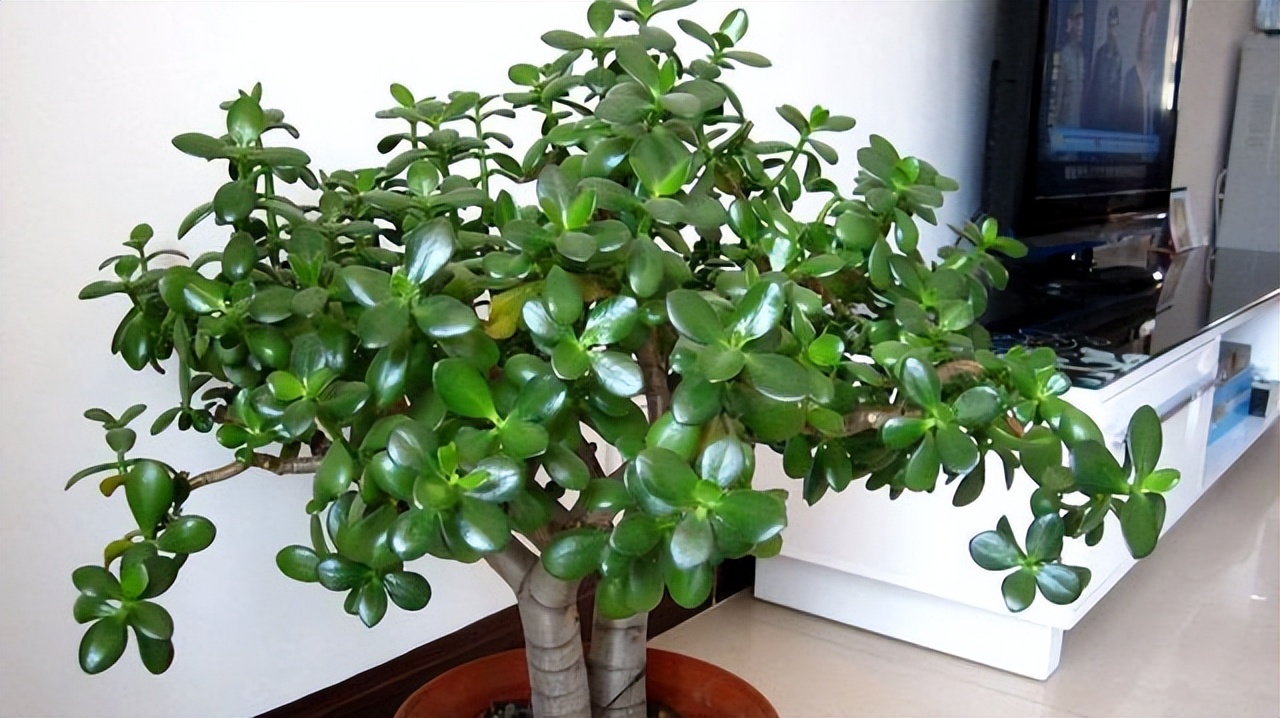 家里客厅寓意最好的树,八方来财树放在客厅什么位置最好