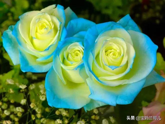 漂亮又特别的玫瑰花图片,特别漂亮的彩色玫瑰花图片