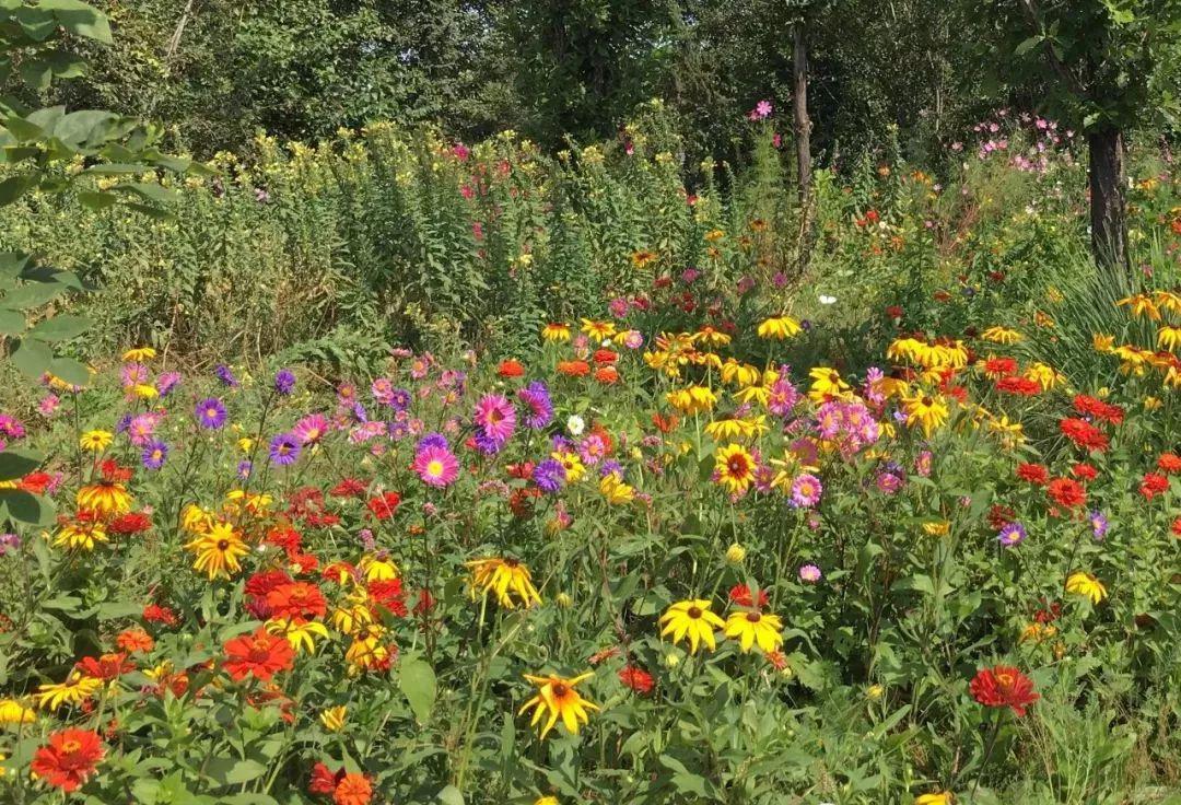 花卉种子的播种方法和注意事项,盆栽花卉种子种植技巧都有哪些