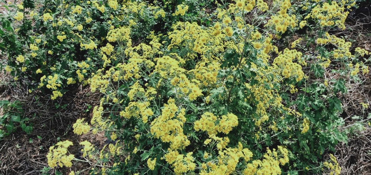 小小野菊花变身“致富花”