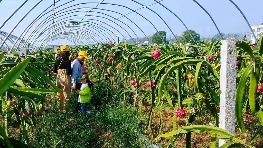六月果采摘,蕲春水果采摘基地