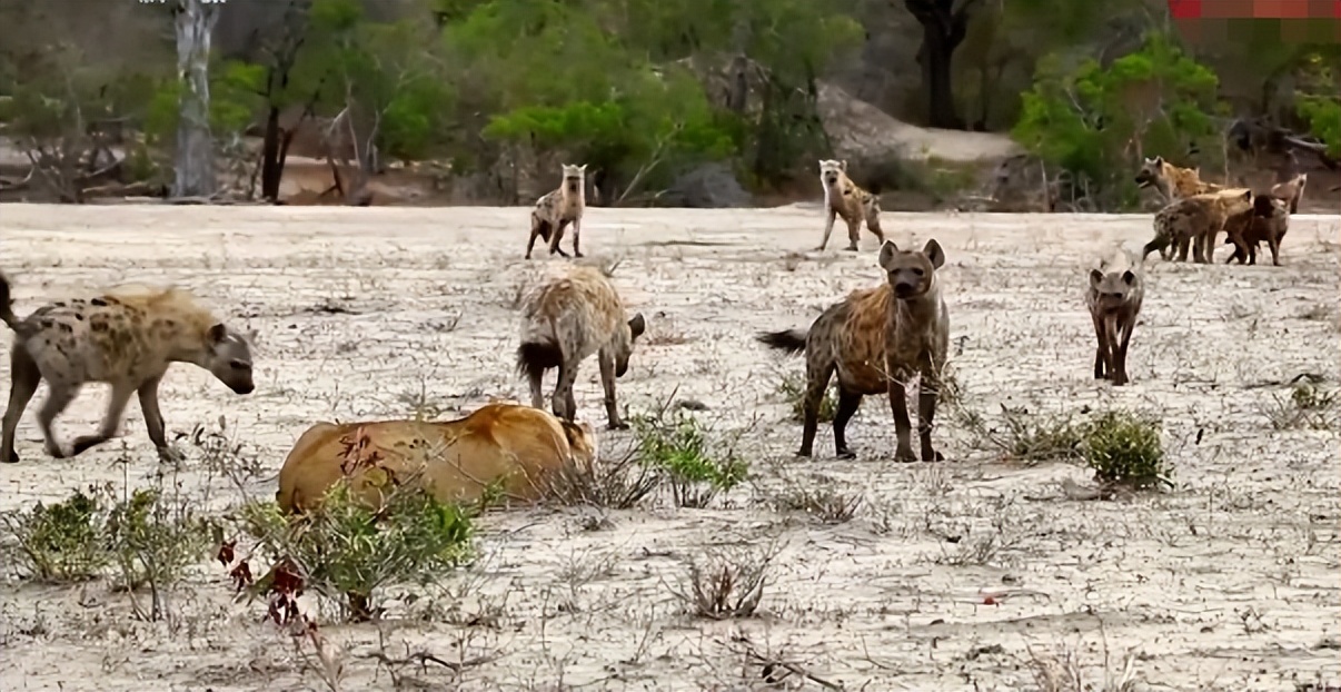 母狮与鬣狗打架真实视频,鬣狗与母狮打架真实视频