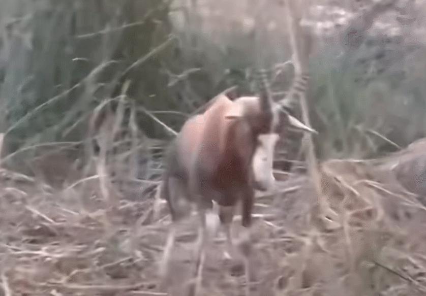 黑龙江黄牛被咬死,黑龙江黄牛被黑熊袭击事件