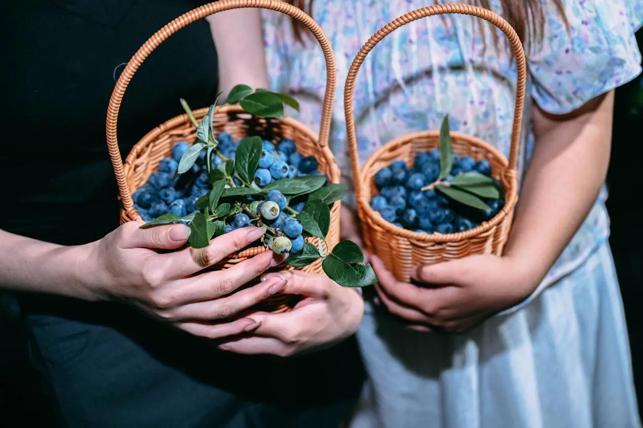 蓝莓文化艺术节,福建永泰蓝莓节