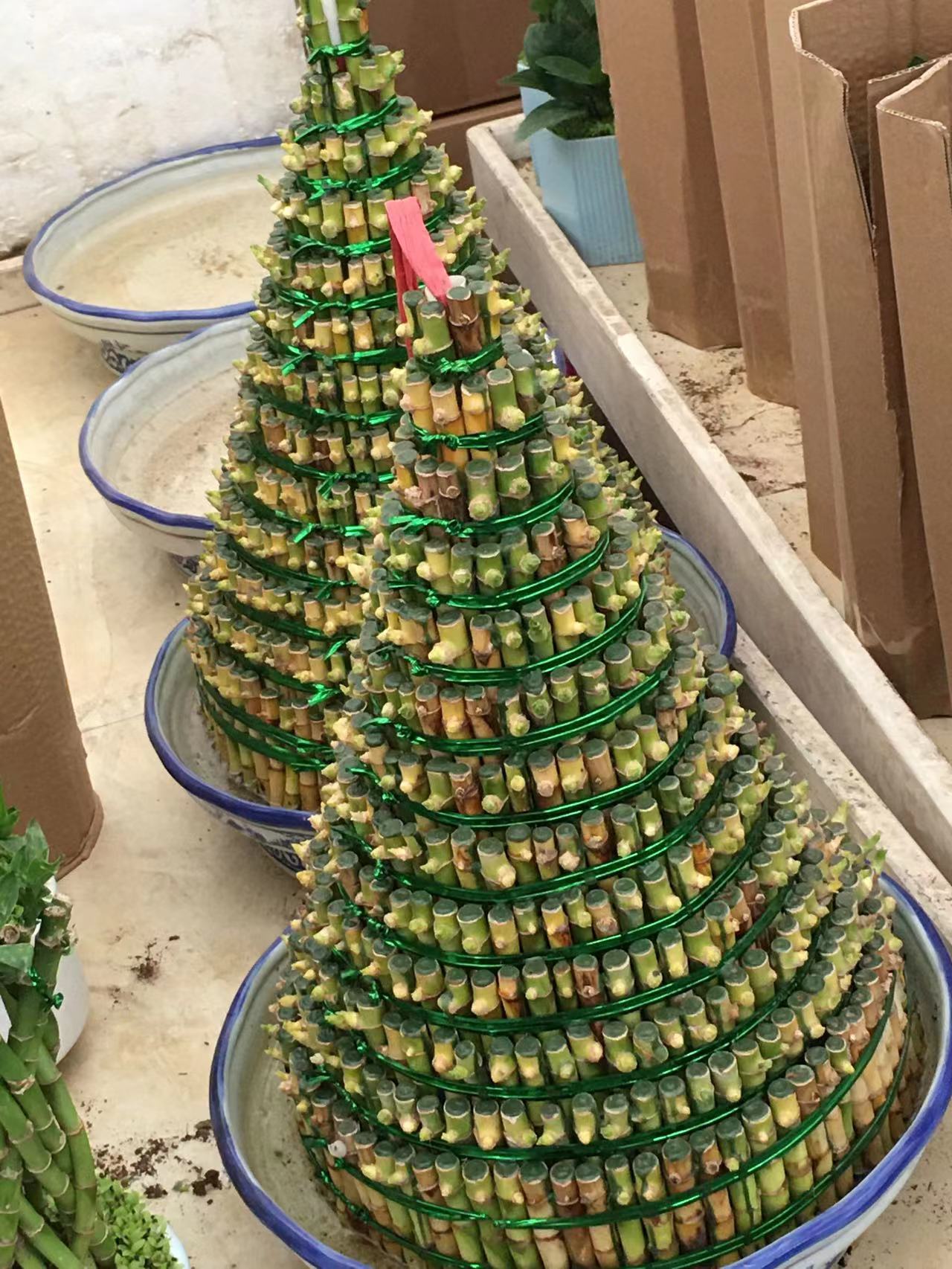 成都春天花卉市场哪里最便宜,成都温江区最便宜的花卉市场