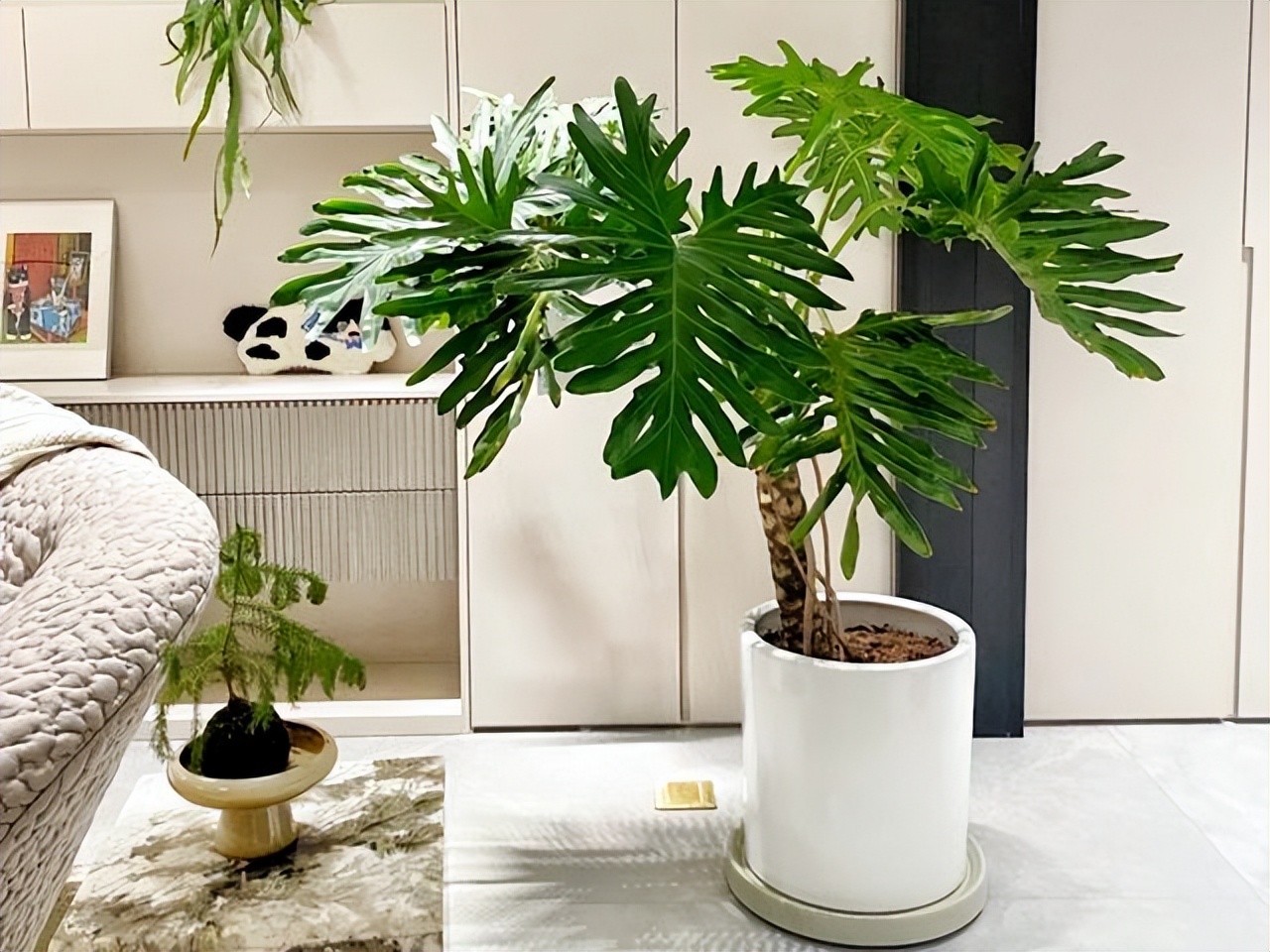 枝繁叶茂的风水树,住宅常宜栽种的有十大吉树