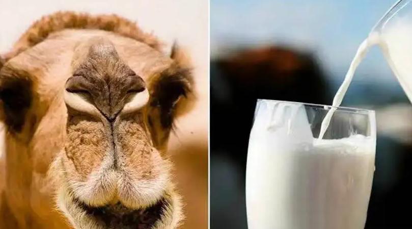 春季早餐这样做给孩子吃,推荐几款孩子吃的营养早餐给大家