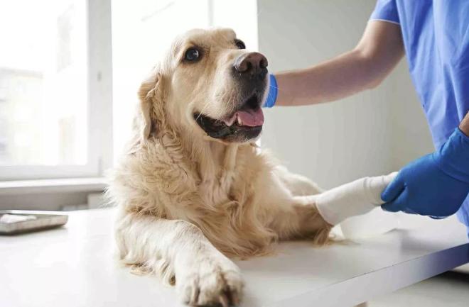 狗狗怎么不吃东西是什么原因,狗狗一般在什么情况下不吃东西