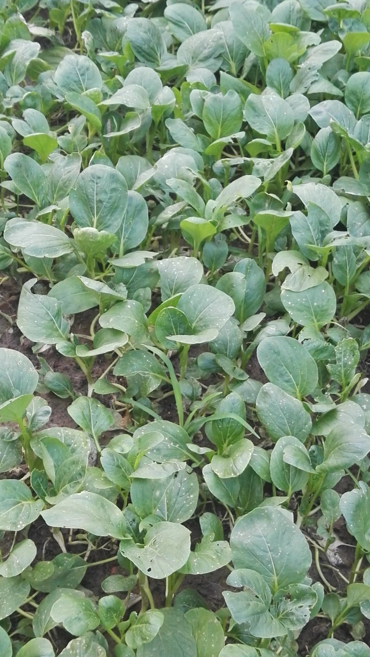 陕西省渭南市赤水镇特产,渭南乡村记忆