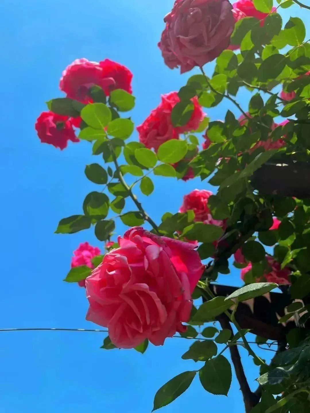 月季花开娇艳无比,月季花开得正烂漫