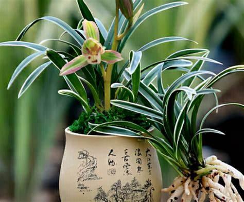 矮种金边兰花精品,好养又香又便宜的金边兰花品种