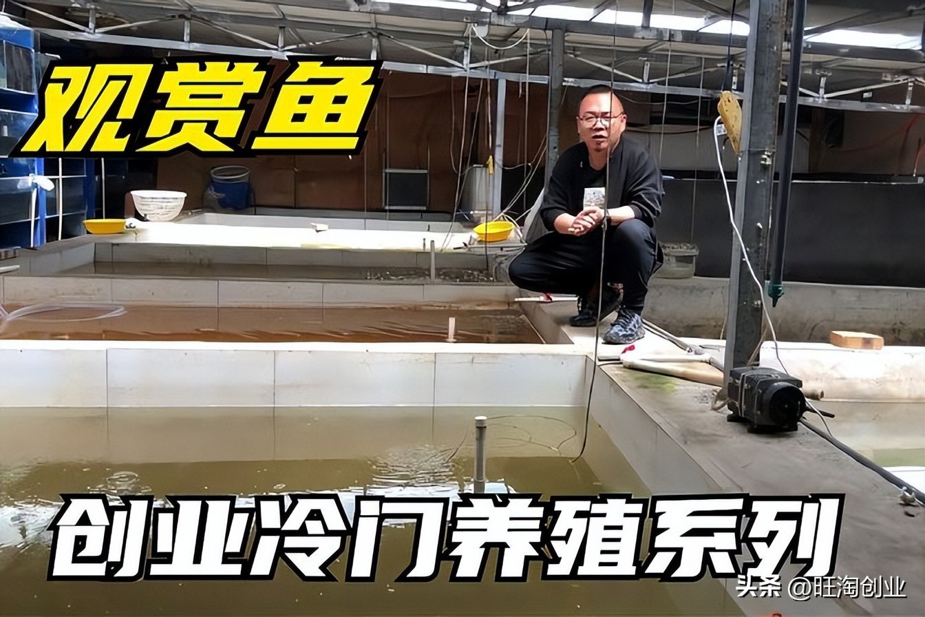 观赏鱼的盈利模式,养观赏鱼成本多少钱