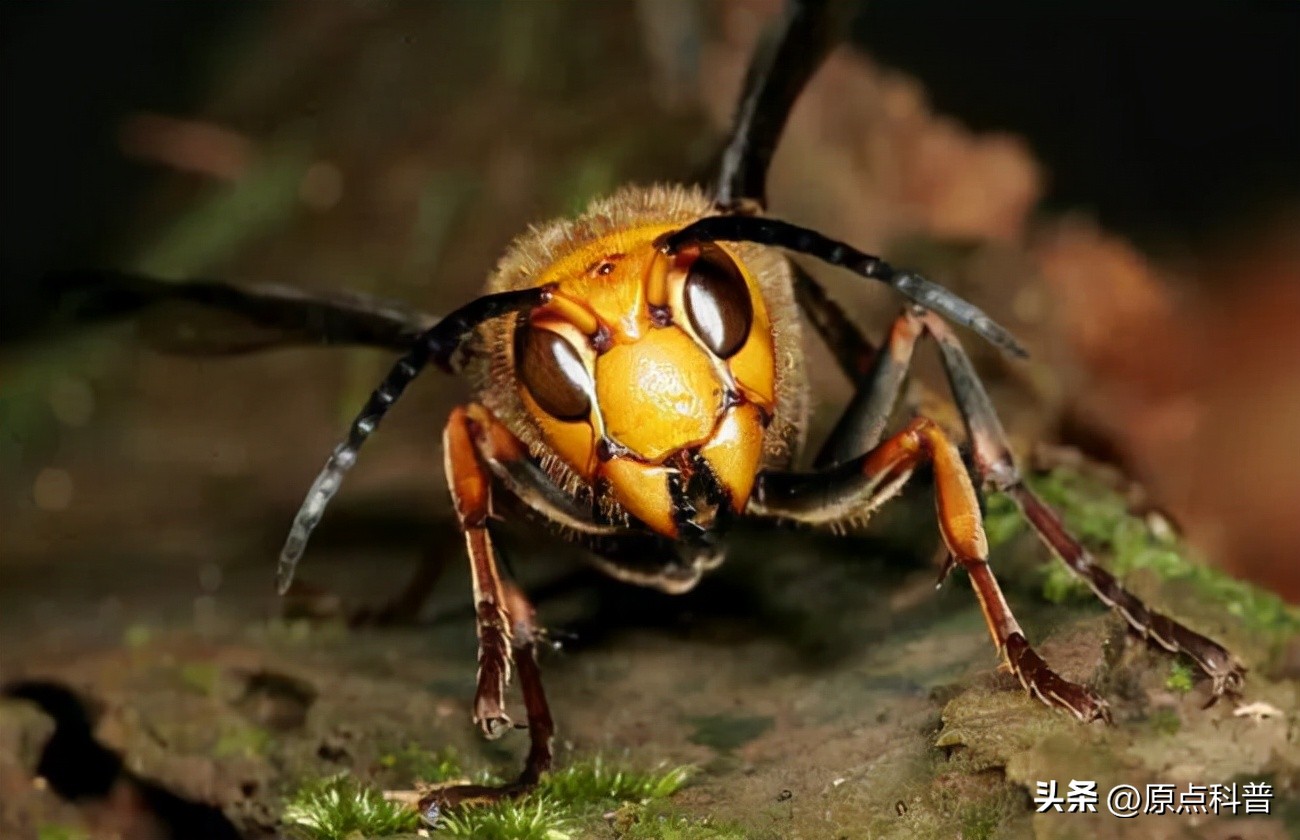 美国的昆虫入侵,盘点入侵美国的七大昆虫