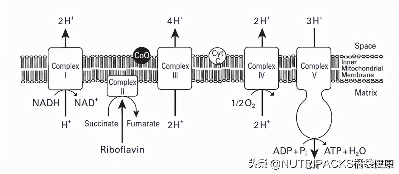 辅酶q10对人体的心脏作用有哪些,辅酶q10低于百分之10心脏会缺血吗