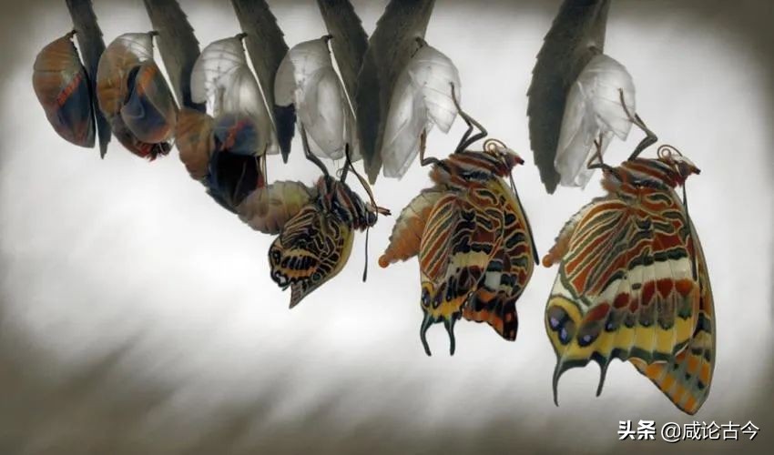 蚕宝吐丝要多久,蚕吐丝主要在哪个阶段