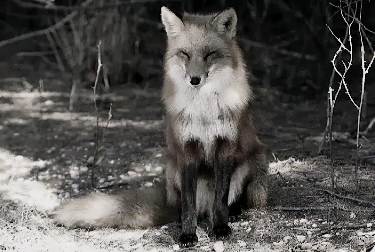 动物报复人类事例的真实故事,动物复仇的真实事件