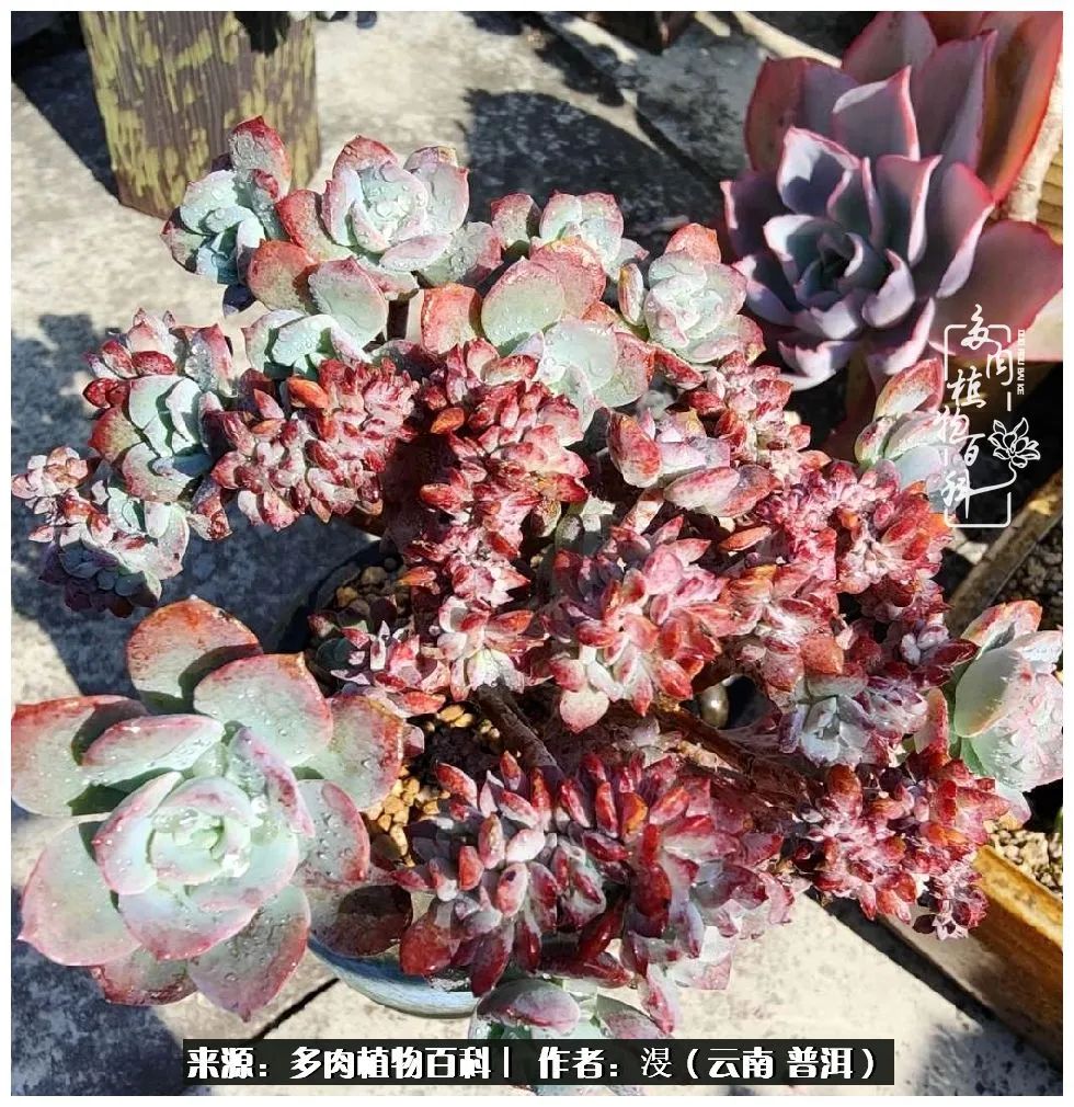 云南的冬天没有云！养肉七年，不谈得失，只论陪伴！