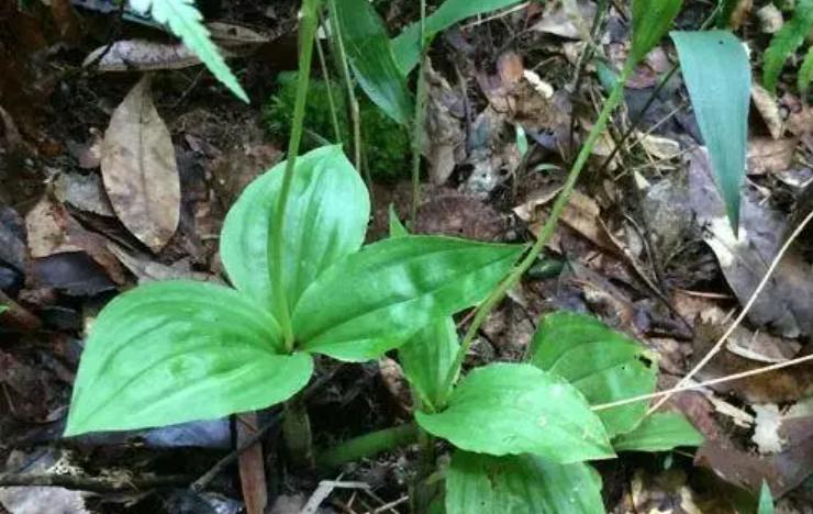 农村老人俗称“见血清”，2023价值极高，常在石缝边生长人见人挖