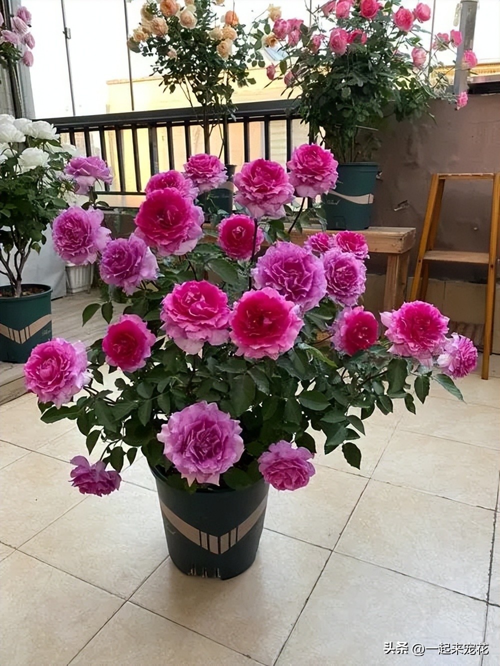 十大公认最好养阳台微型月季,耐晒且花期长又容易养的月季品种