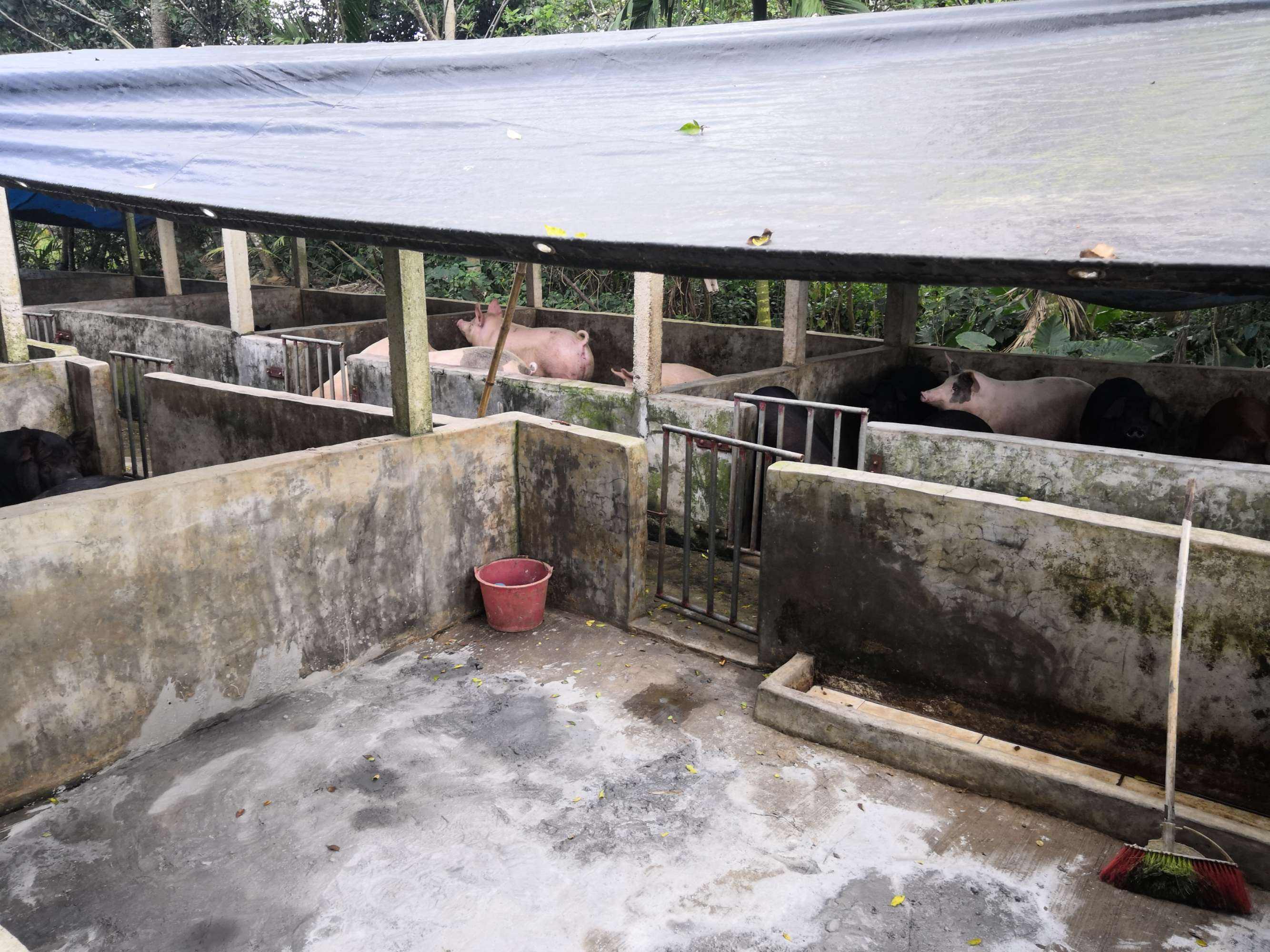 怎样建猪舍,怎样建猪舍才能好喂猪且好管理