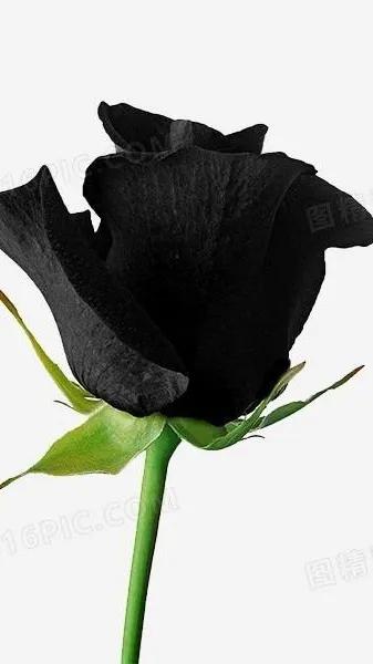 玫瑰花都有好多颜色,不同颜色的玫瑰花有不一样的花语