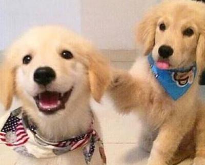 金毛幼犬买狗粮怎么选品种,金毛犬舍金毛出售