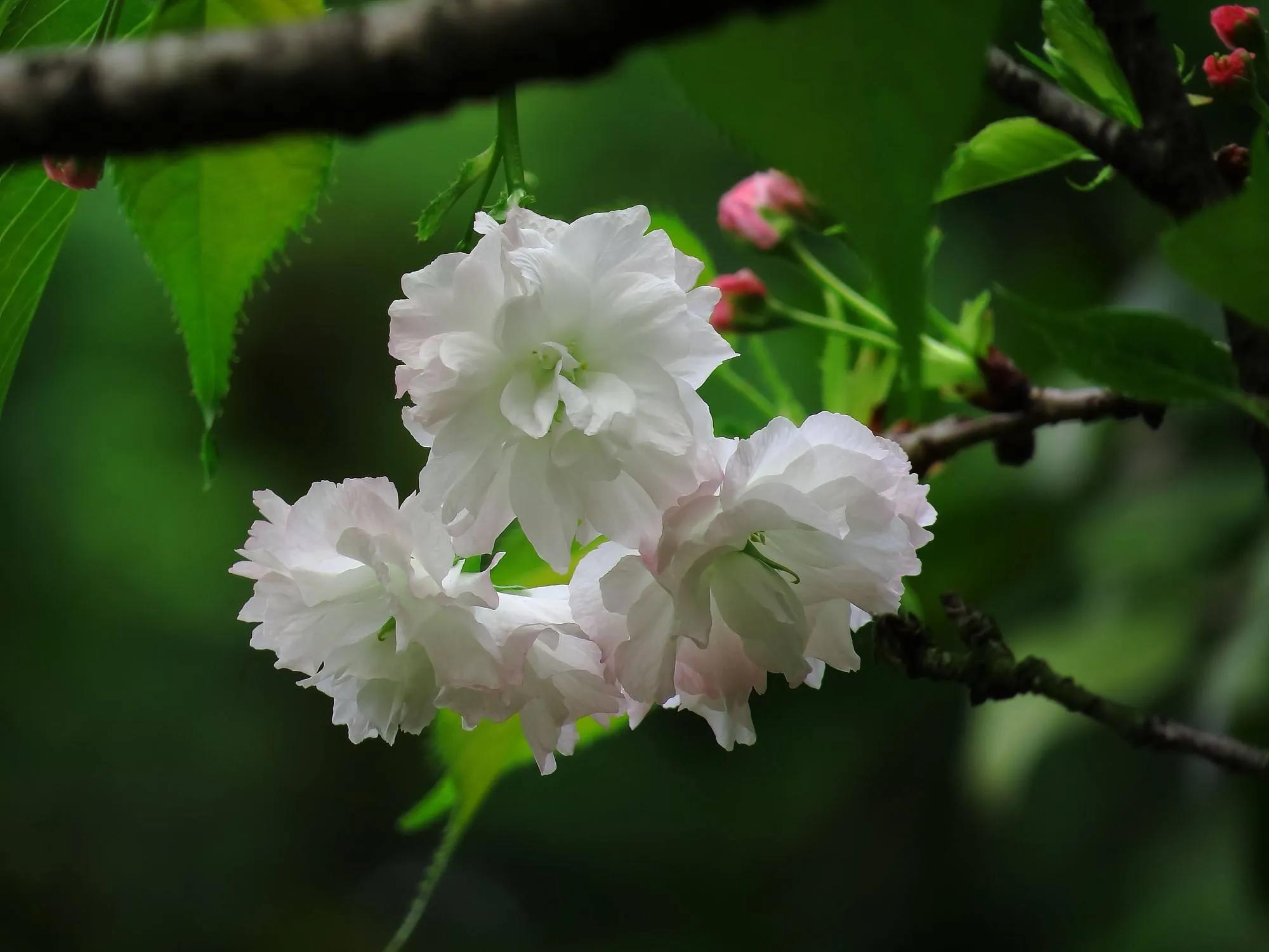 如何拥抱一个刺猬,如何拥抱受伤的刺猬