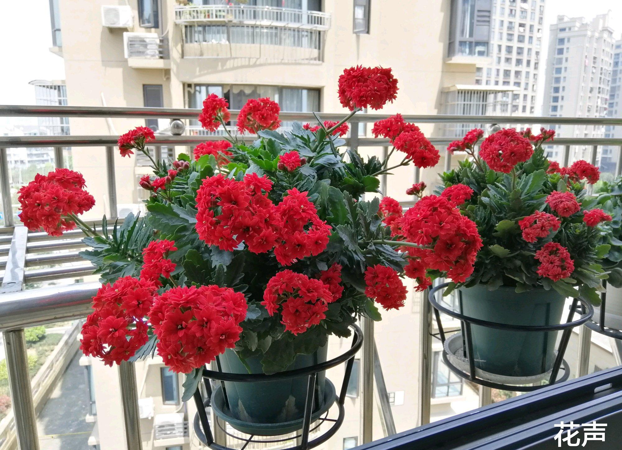 阳台养红苹果月季,红宝石花卉怎么养