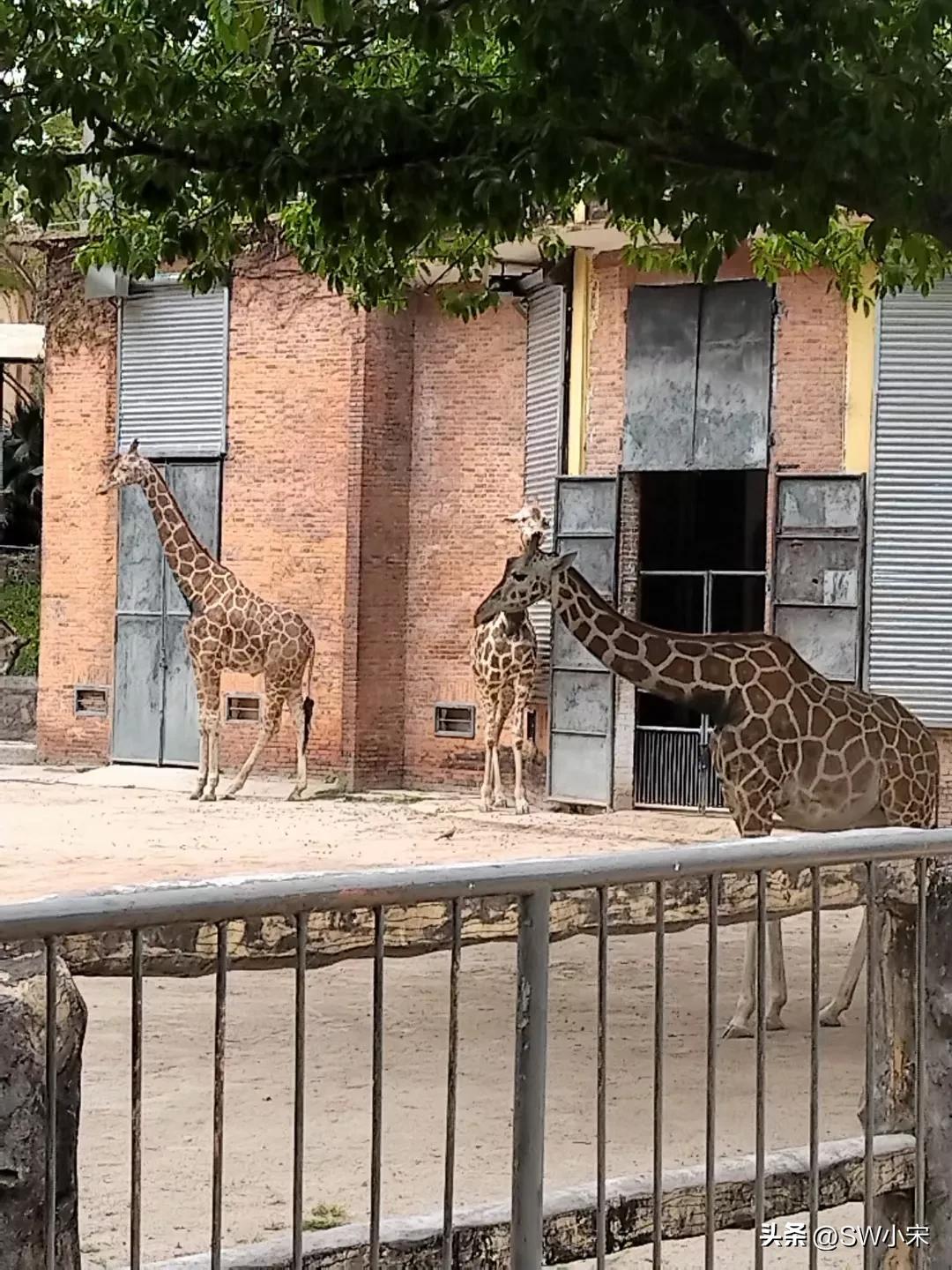 广州长隆野生动物园游玩路线攻略,广州长隆动物园最全游玩攻略