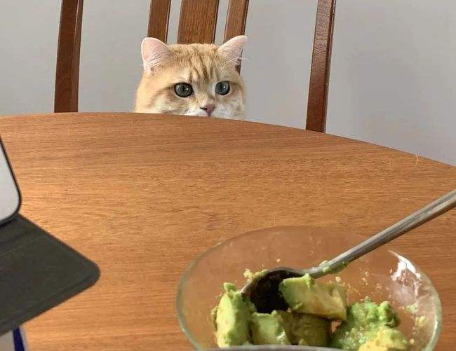 养猫的忠告视频大全,养猫必知哪些食物不能给猫咪吃