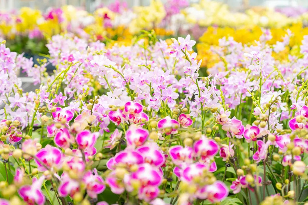 新春攻略生肖派对,新年怎么玩好玩