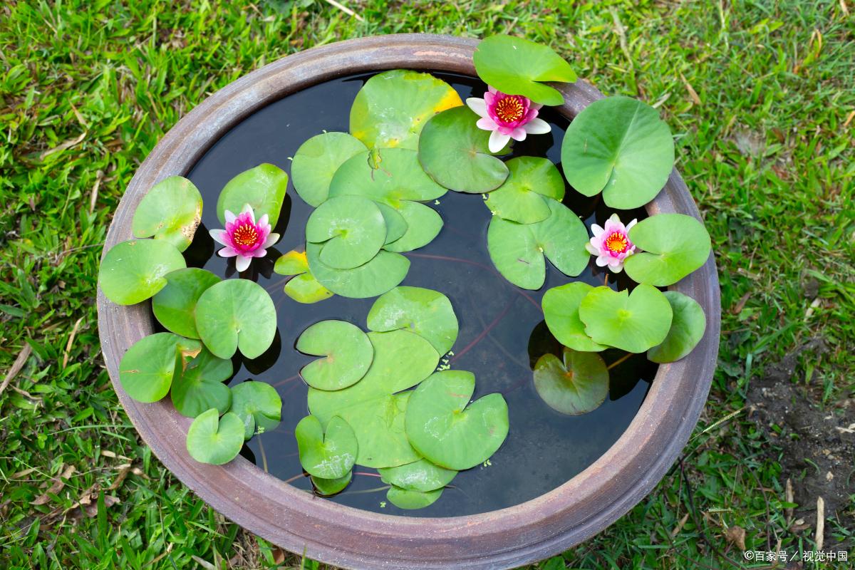 碗莲多久发芽多久开花,碗莲发芽到开花要多久