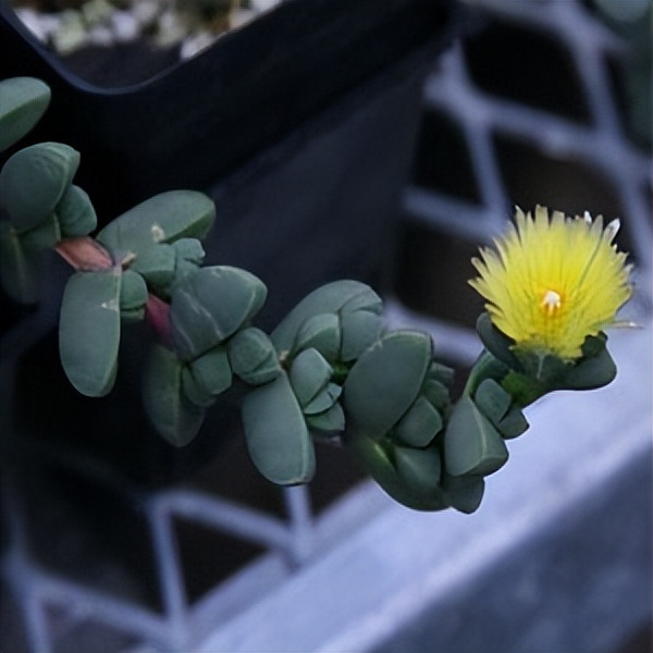 102个大类近500个多肉植物图片，都极其美丽，建议在家中也养一盆