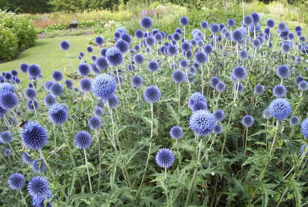 十大名花花卉,国画花卉图片大全