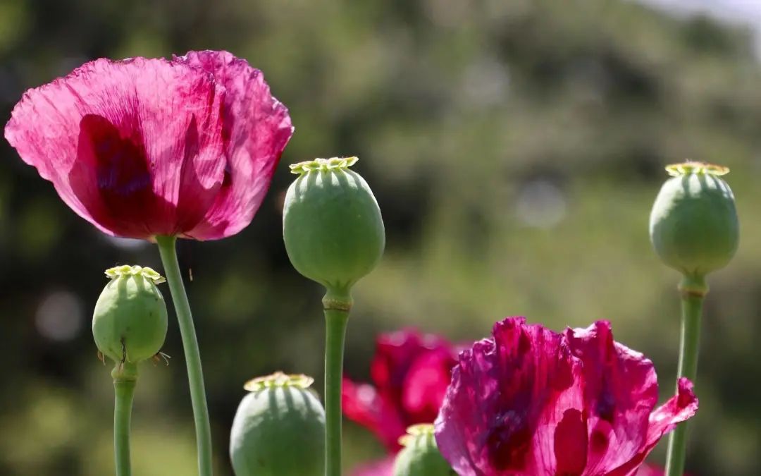 麻精药品基本情况,麻精药品你了解多少