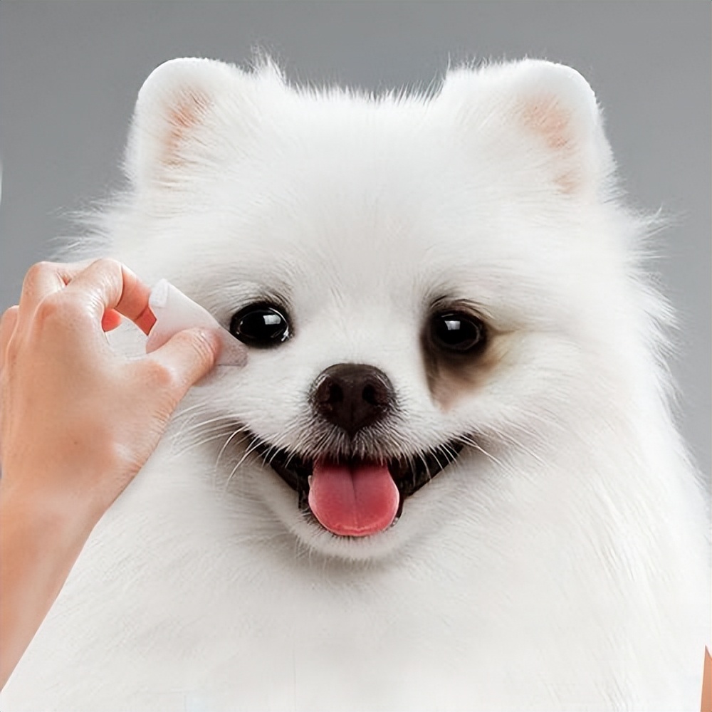 博美有泪痕怎么洗掉呢图片,博美有泪痕吃什么药可以解决