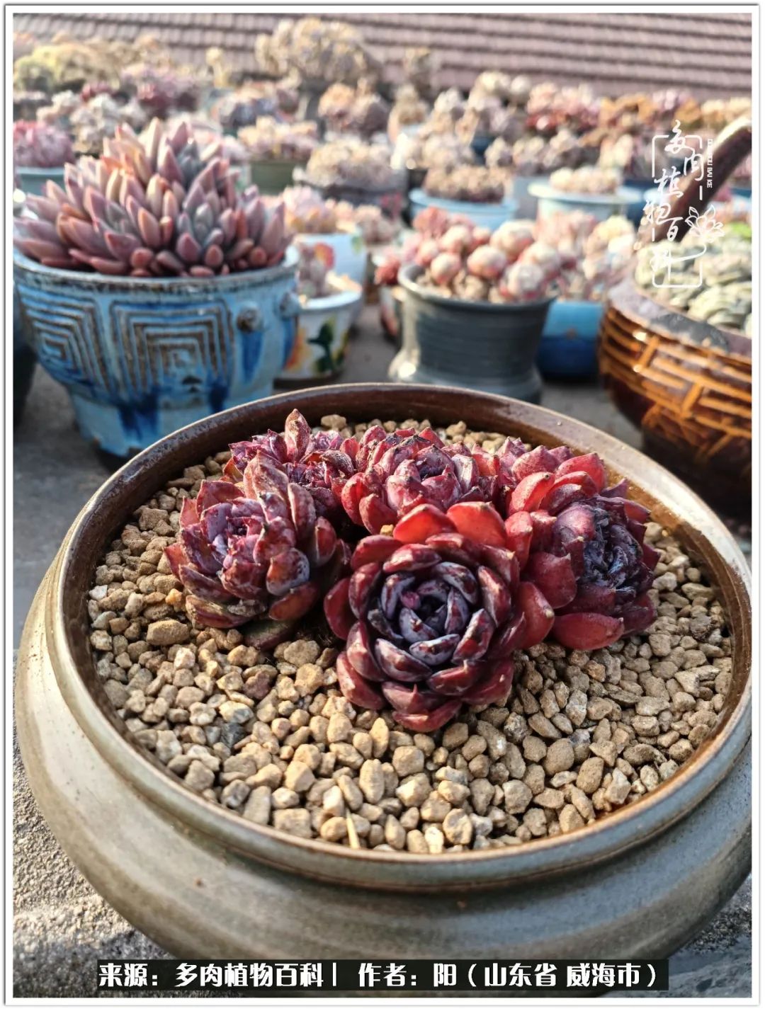 浜洪棿鐑熺伀鑷湁涓囧崈棰滆壊,浜洪棿鐑熺伀鐨嗘槸骞冲嚒棰滆壊