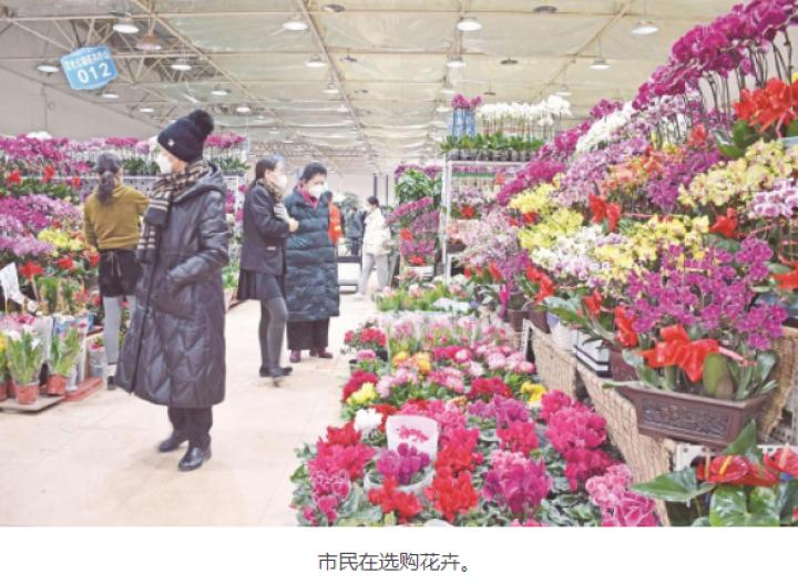 西宁市鲜花绿植店人气推荐,西宁同城绿植批发直播