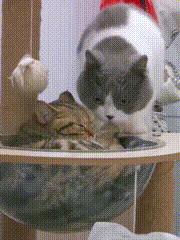 猫咪外出回来总是小心翼翼的,猫咪出走三个月后回来大变样