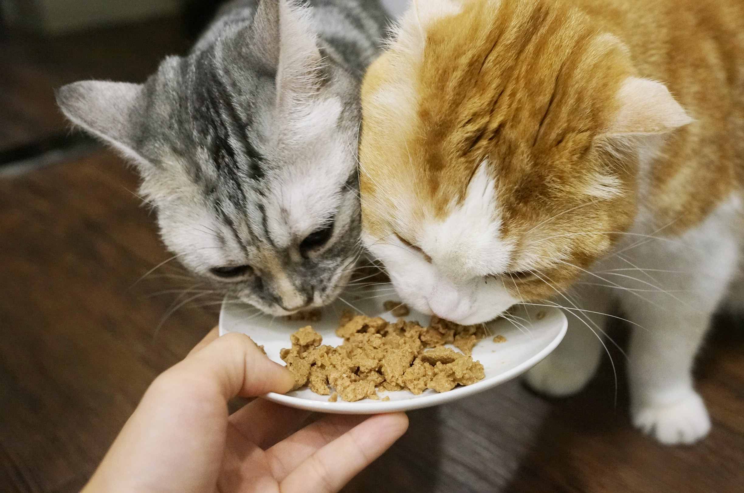 如何纠正猫咪挑食铲屎官看过来,铲屎官都给猫咪吃什么猫条