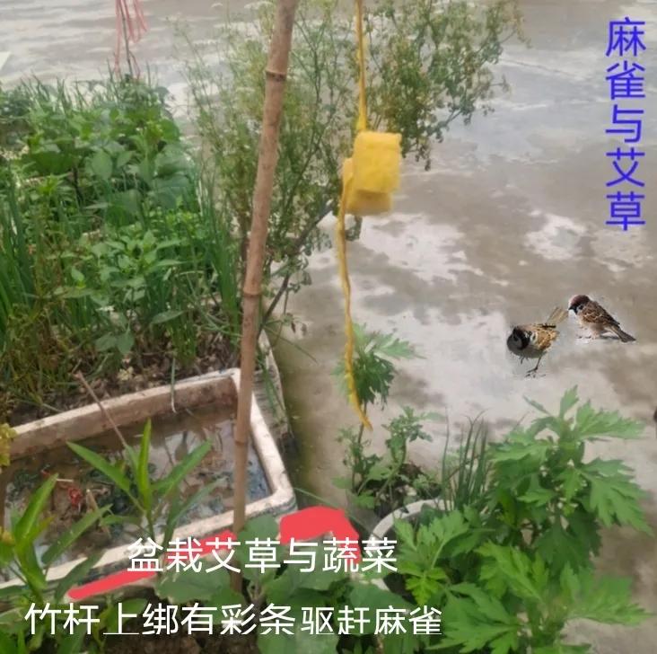 狡猾的动物,狡猾的动物生肖